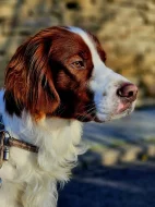 Irský červenobílý setr - štěňata s PP ze zahraničního spojení