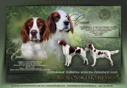 Irský červenobílý setr - štěňata s PP ze zahraničního spojení