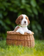 Irský červenobílý setr - štěňata s PP ze zahraničního spojení