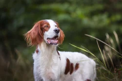 Irský červenobílý setr - štěňata s PP ze zahraničního spojení