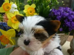 Štěňátka Yorkshire teriéra s PP FCI hledají milující domovy