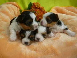 Štěňátka Yorkshire teriéra s PP FCI hledají milující domovy