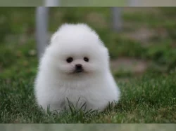 Německý špic trpasličí (Pomeranian) štěňátka