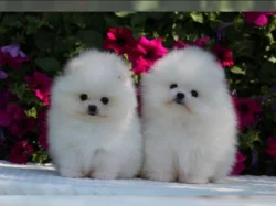 Německý špic trpasličí (Pomeranian) štěňátka