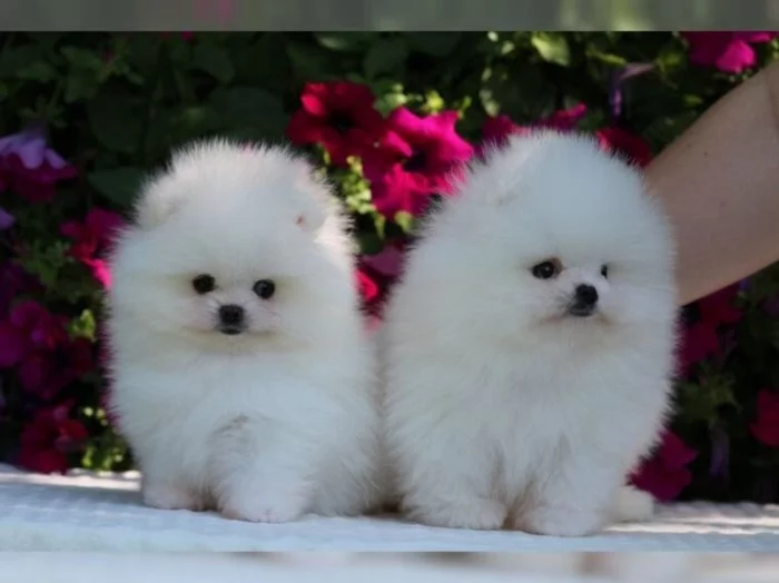 Německý špic trpasličí (Pomeranian) štěňátka
