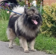 Německý špic vlčí prodám štěňata s PP