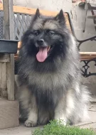 Německý špic vlčí prodám štěňata s PP