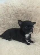 Čivava krátkosrstý pejsek