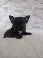 Čivava krátkosrstý pejsek