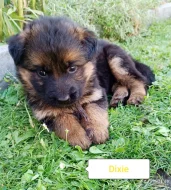 Nabídka štěňat německého ovčáka s PP