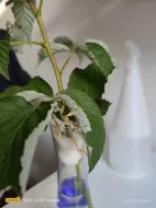 Strašilky australské