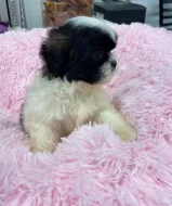 Shih-tzu s PP