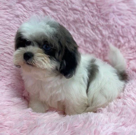 Shih-tzu s PP