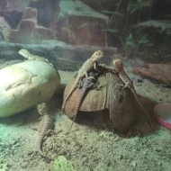 Agama vousatá -mláďata