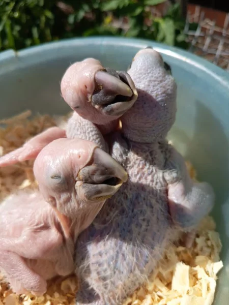 Prodám ary ararouna