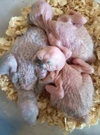 Prodám ary ararouna