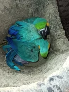 Prodám ary ararouna