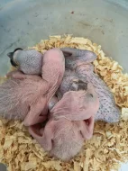 Prodám ary ararouna