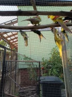 Prodám rozela černá straka