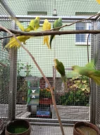 Prodám Alexander mali