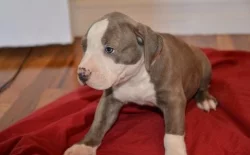 Štěňata amerického pitbull teriéra pro dobrou rodinu
