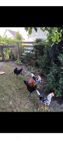 Darujeme kohouty Vlaška Exchequer, Maranska