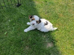 Jorkšírský teriér biewer