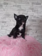 Čivava krátkosrstý pejsek