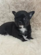 Čivava krátkosrstý pejsek