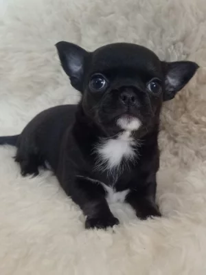 Čivava krátkosrstý pejsek