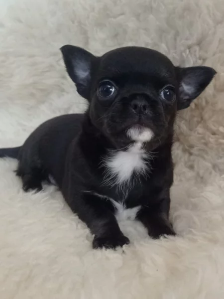 Čivava krátkosrstý pejsek