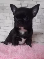 Čivava krátkosrstý pejsek