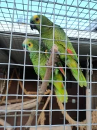 Amazoňan modročelý