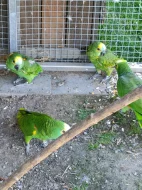 Amazoňan modročelý