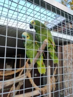 Amazoňan modročelý