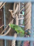 Amazoňan modročelý