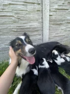 Prodám Štěňátka Border Kolie Trikolora