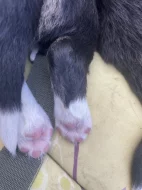 Prodám Štěňátka Border Kolie Trikolora