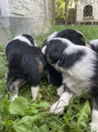 Prodám Štěňátka Border Kolie Trikolora