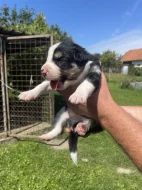 Prodám Štěňátka Border Kolie Trikolora