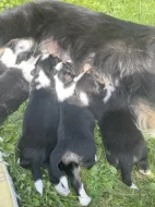 Prodám Štěňátka Border Kolie Trikolora