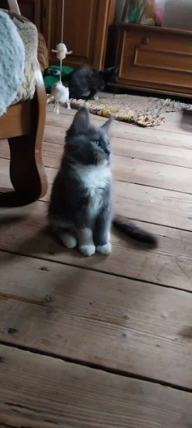 Kotě- kočky Mainské mývalí