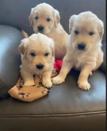 Velmi krásná, milá a zdravá štěňata zlatého retrívra