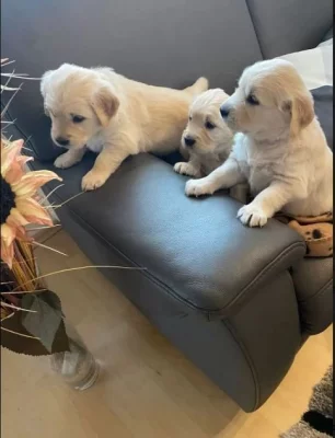 Velmi krásná, milá a zdravá štěňata zlatého retrívra