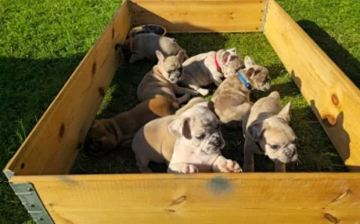 Štěňata francouzského buldočka do nových skvělých domovů