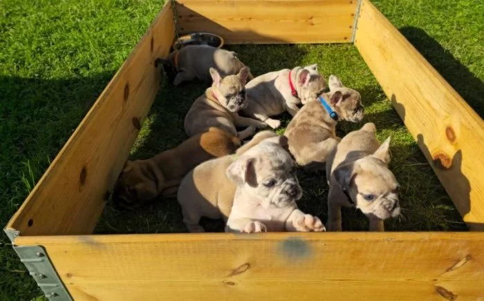 Štěňata francouzského buldočka do nových skvělých domovů