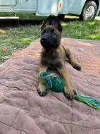 Prodám štěňata Belgický ovčák malinois s PP