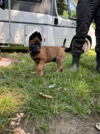 Prodám štěňata Belgický ovčák malinois s PP