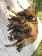 Prodám štěňata Belgický ovčák malinois s PP