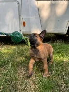 Prodám štěňata Belgický ovčák malinois s PP